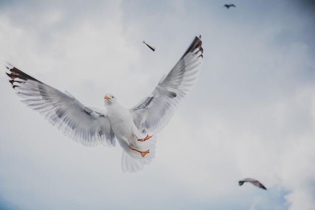 Photo low angle view of seagulls flying against cloudy sky