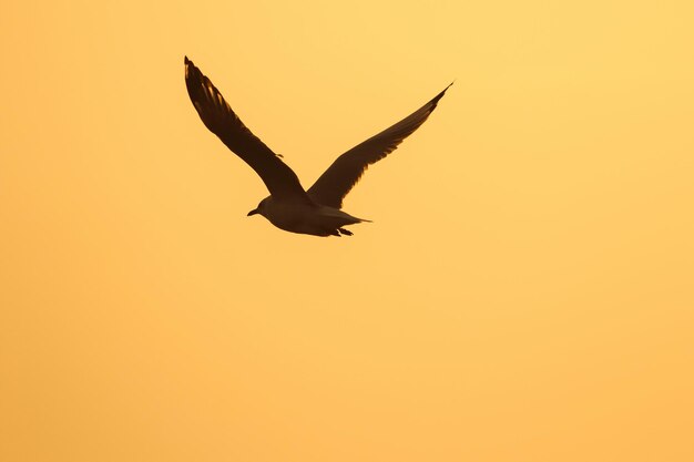 Low angle view of seagulls flying against orange sky