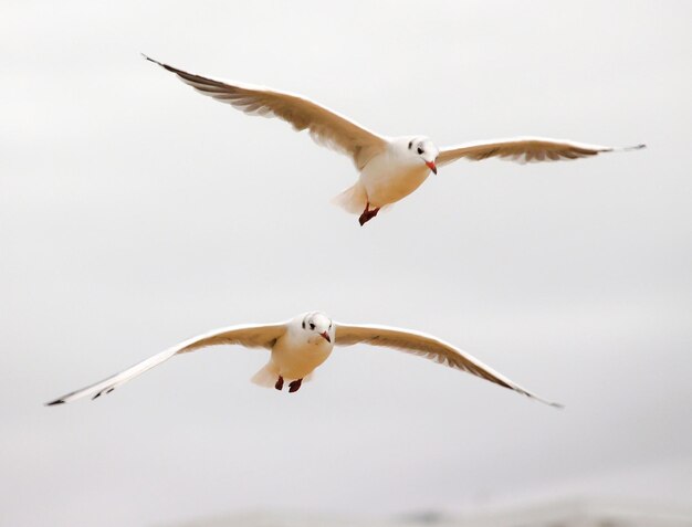 Photo low angle view of seagulls flying against sky