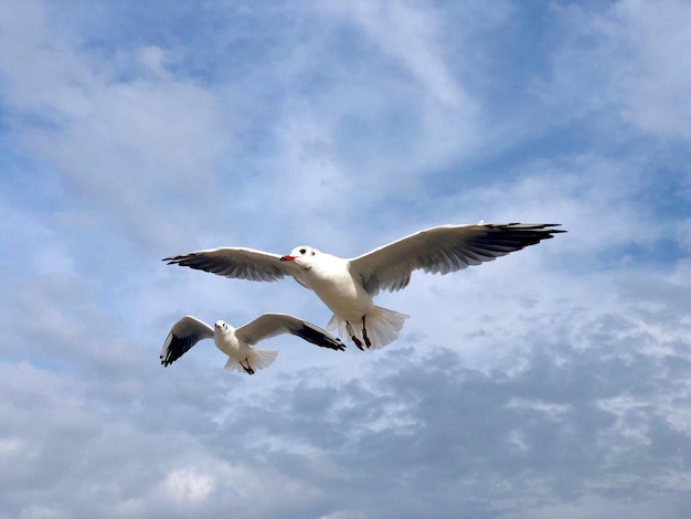 空を背景に飛ぶカモメの低角度の眺め