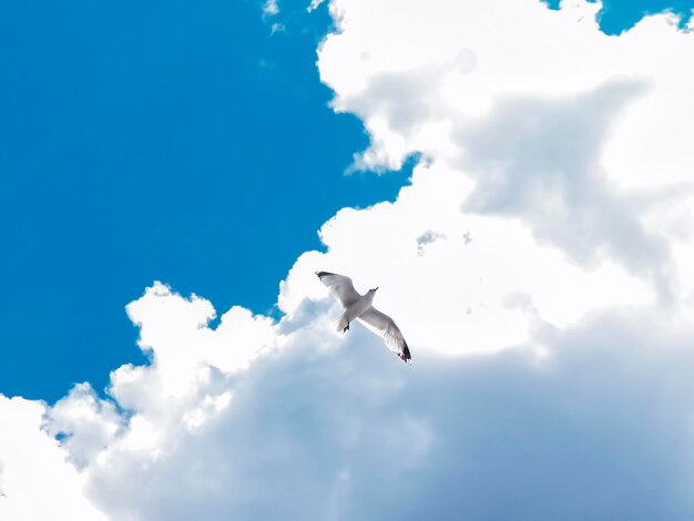 Low angle view of seagulls flying against sky