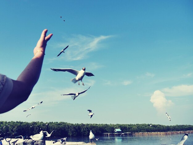 Photo low angle view of seagulls flying against sky