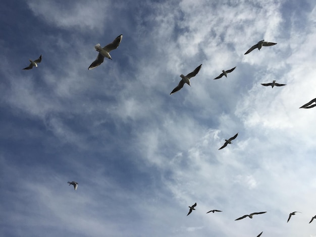 空に向かって飛ぶカモメの低角度の景色