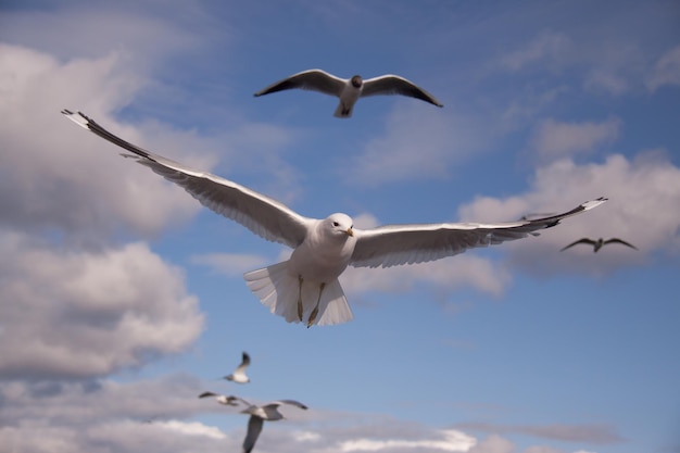 空を背景に飛ぶカモメの低角度の眺め