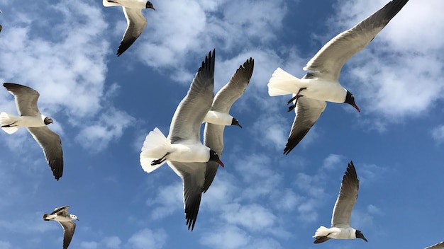 Low angle view of seagulls flying against sky