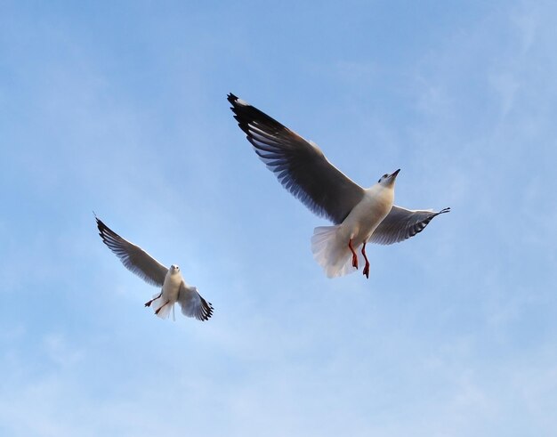 Low angle view of seagulls flying against sky