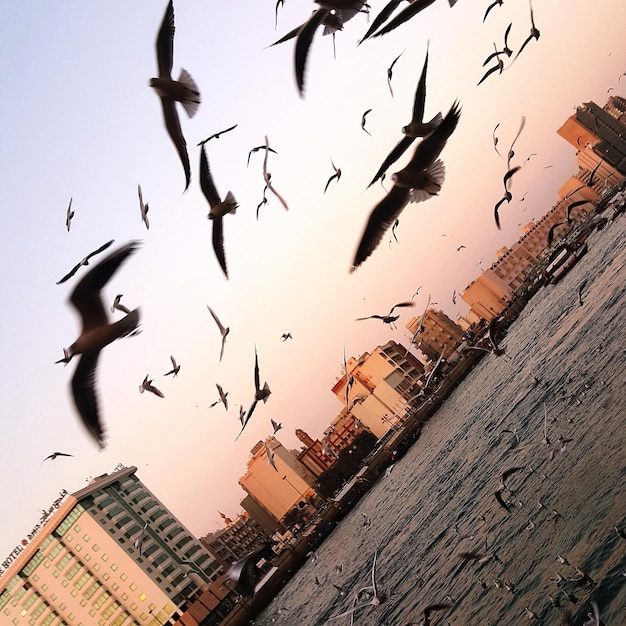 Low angle view of seagulls flying over sea in city