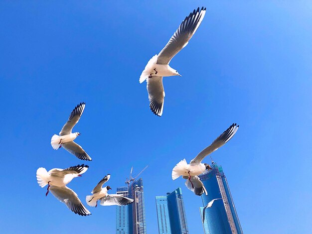 Low angle view of seagulls flying in sky