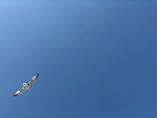 Foto vista a bassa angolazione dei gabbiani che volano nel cielo