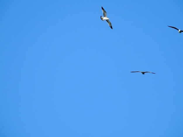 Low angle view of seagulls flying in sky