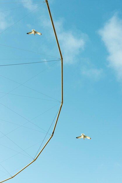 Low angle view of seagulls flying in sky