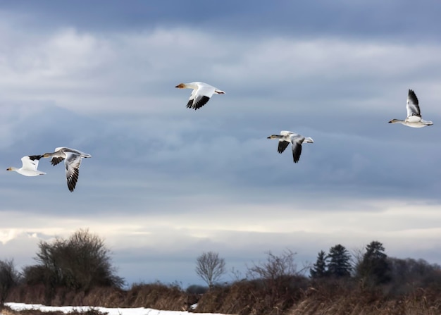 Photo low angle view of seagulls flying in sky