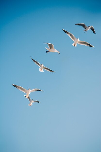 Low angle view of seagulls flying in sky