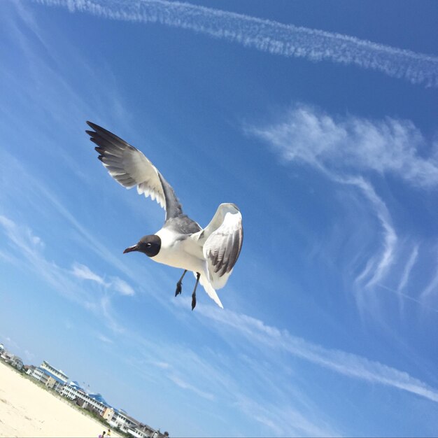 Low angle view of seagulls flying in sky