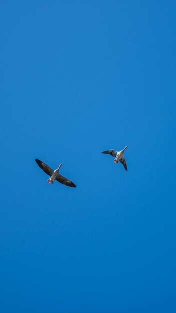 Low angle view of seagulls flying in sky