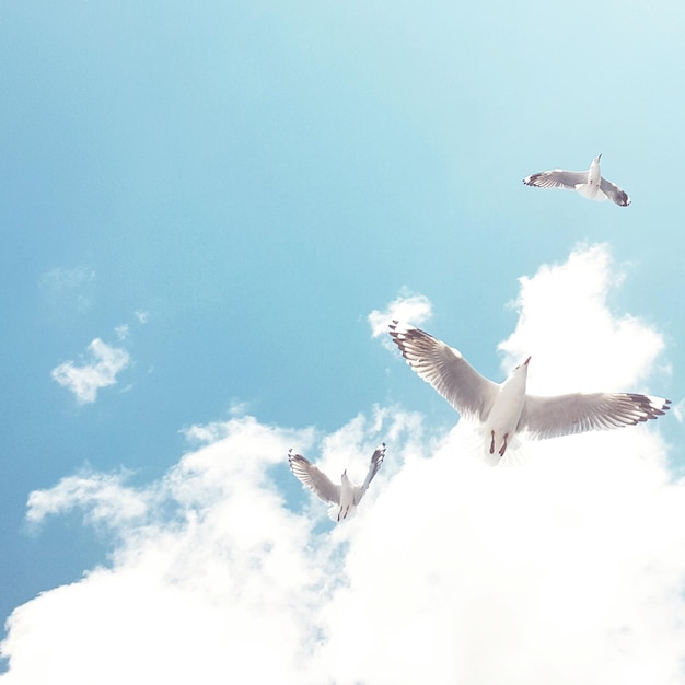 low angle view of seagulls flying in sky