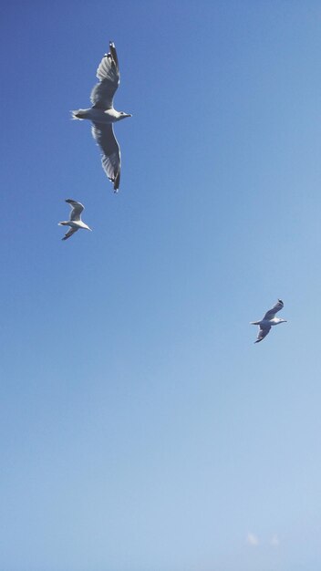 Low angle view of seagulls flying in sky