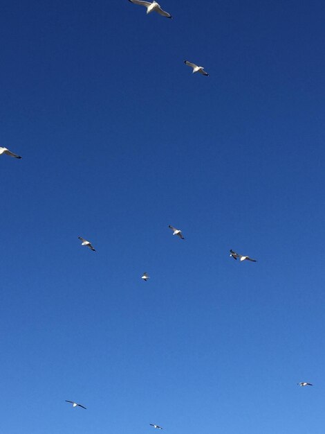 Low angle view of seagulls flying in sky