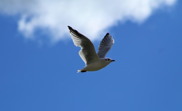 Low angle view of seagulls flying in sky