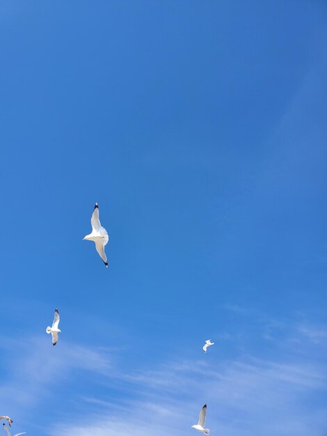 Low angle view of seagulls flying in sky