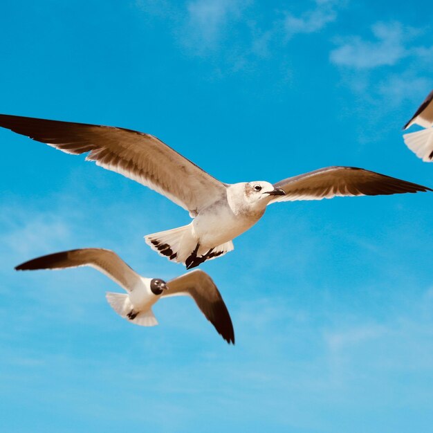 Low angle view of seagulls flying