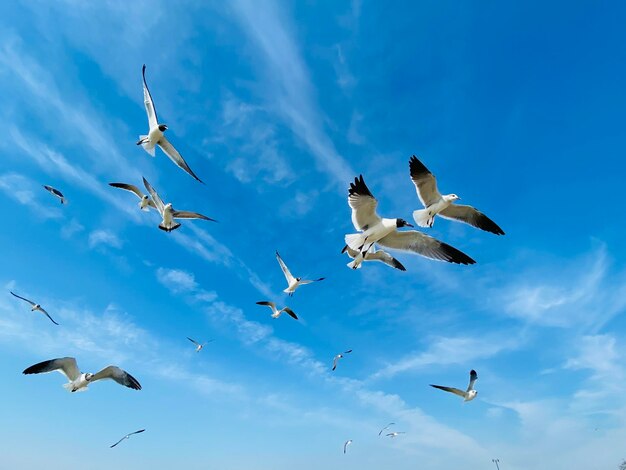 Low angle view of seagulls flying