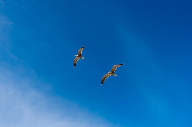 Low angle view of seagulls flying