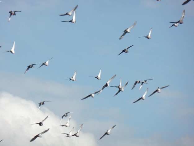 Low angle view of seagulls flying