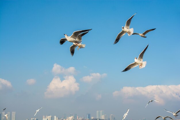 Low angle view of seagulls flying