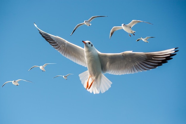 Low angle view of seagulls flying