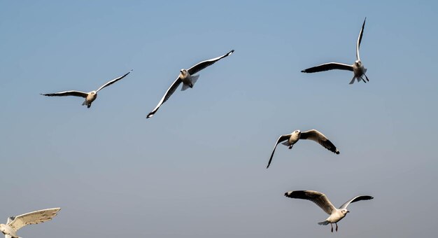 Low angle view of seagulls flying