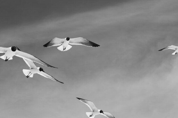 Low angle view of seagulls flying