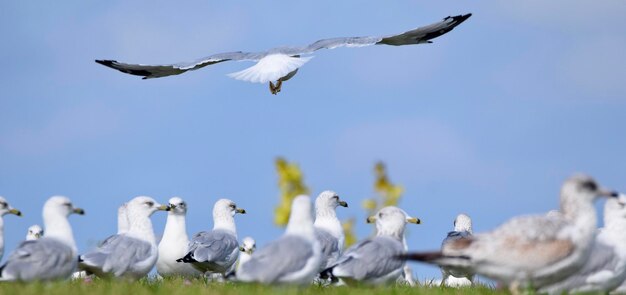 Foto veduta a bassa angolazione dei gabbiani in volo