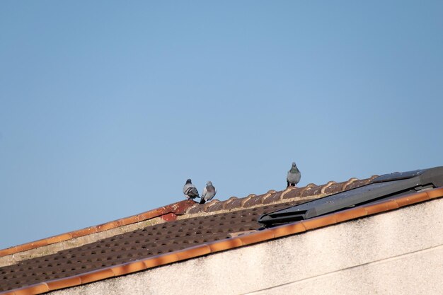 Low angle view of seagulls perching on roof