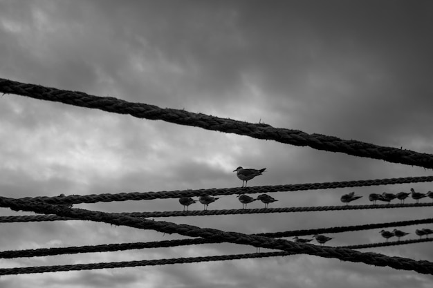 Photo low angle view of seagulls perching on rope against cloudy sky during sunset