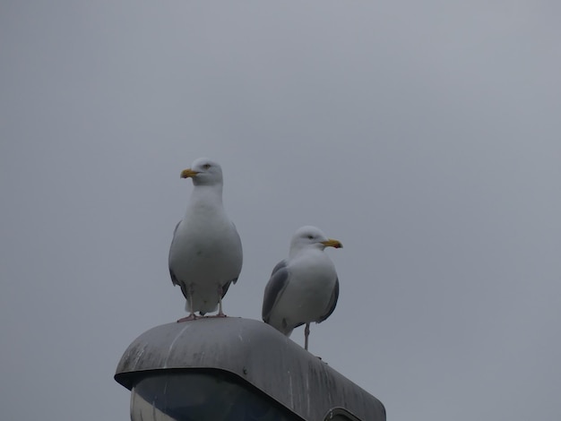 Photo low angle view of seagulls perching on the sky