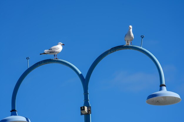 Low angle view of seagulls perching on street light