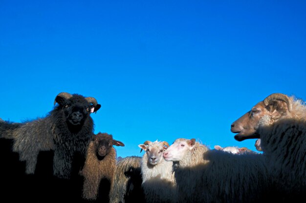 Low angle view of sheep against clear blue sky