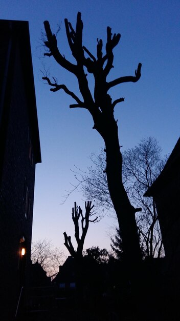 Low angle view of silhouette bare tree against building
