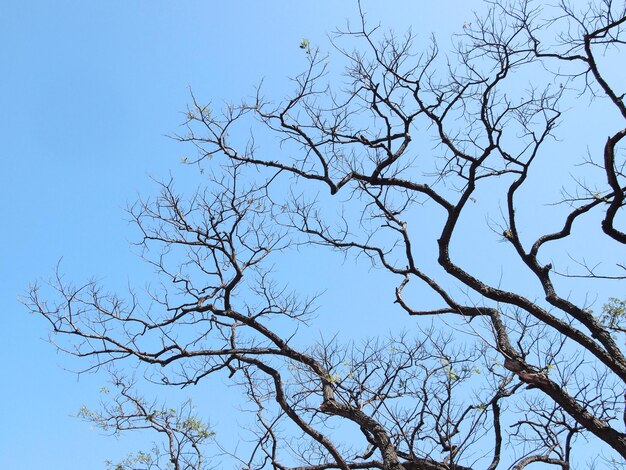 Low angle view of silhouette bare tree against clear blue sky