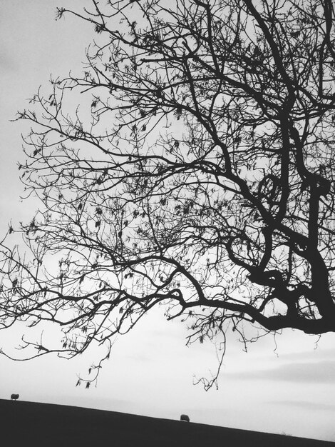 Foto vista a basso angolo della silhouette di un albero nudo contro un cielo limpido