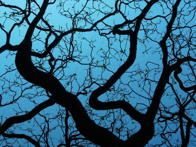 Low angle view of silhouette bare tree against clear sky