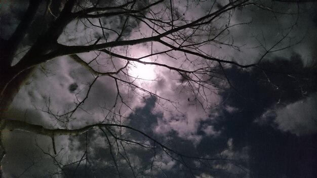 Foto vista a bassa angolazione della silhouette di un albero nudo contro un cielo nuvoloso