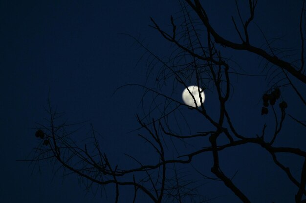 Low angle view of silhouette bare tree against moon in clear sky at night