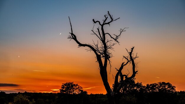 Low angle view of silhouette bare tree against orange sky