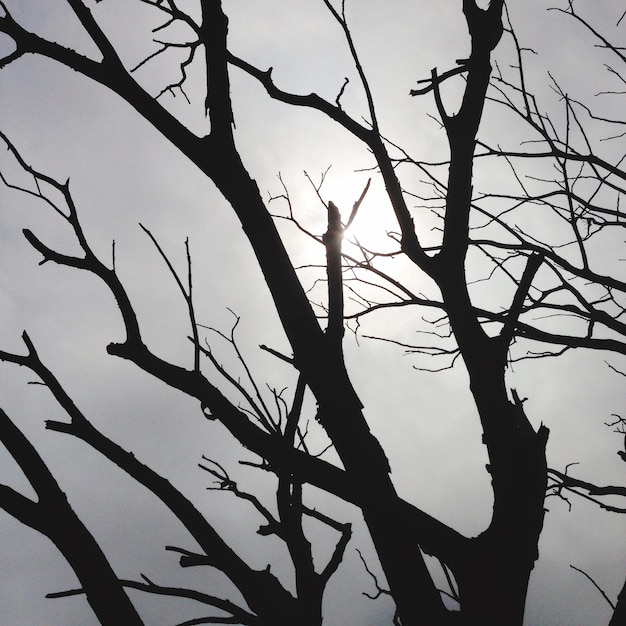 Photo low angle view of silhouette bare tree against sky during sunset