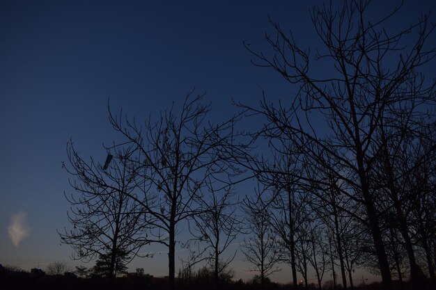 Low angle view of silhouette bare tree against sky at night