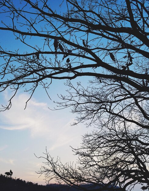 Low angle view of silhouette bare tree against sky