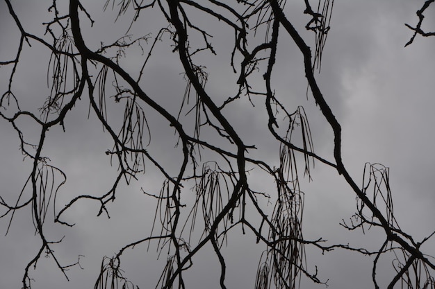 Photo low angle view of silhouette bare tree against sky