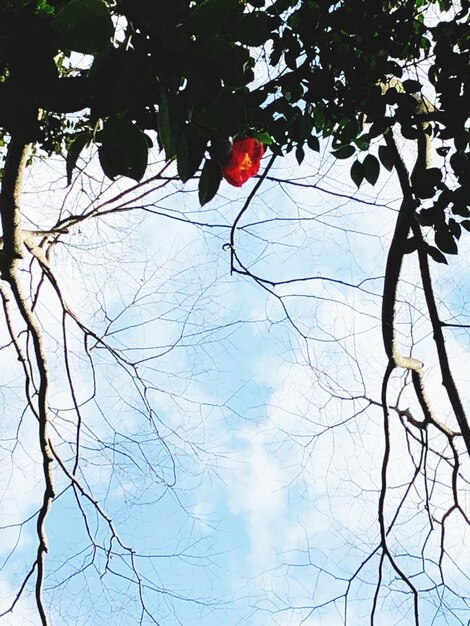 Low angle view of silhouette bare tree against sky